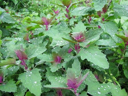 Magentamelden - der hübsche Wildspinat
