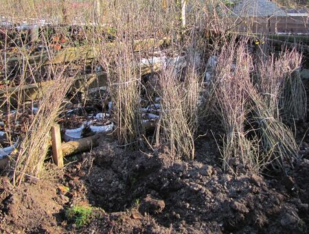 Dirndlstauden vor dem Setzen