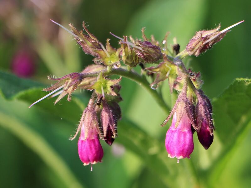 Datei:SG Beinwellblüten.JPG