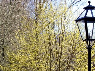 Blühende Dirndl beim Steinschaler Teich