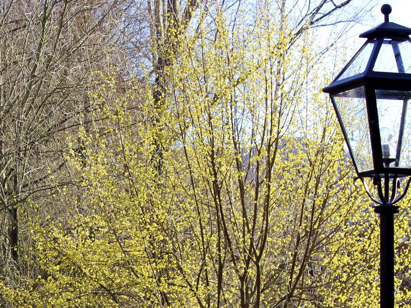 Datei:SH Dirndl Teich1.jpg