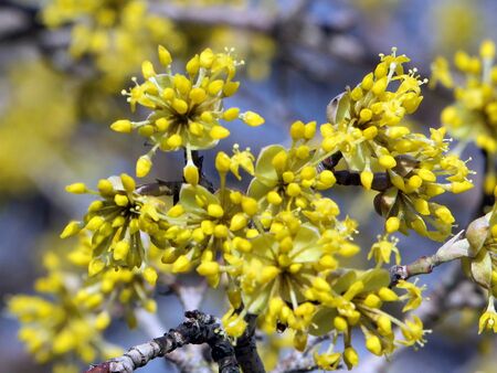 Aufblühende Dirndlknospen