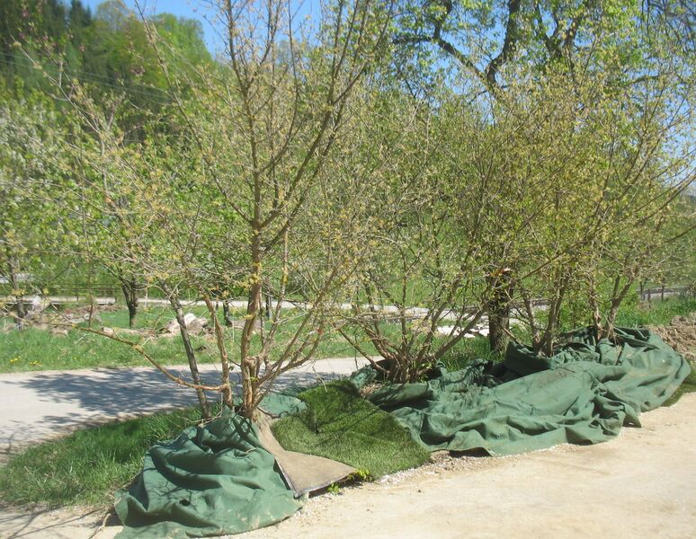 Datei:Dirndlpflanzen Schofner02.jpg