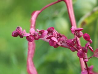 Samenstand - Rote Melde