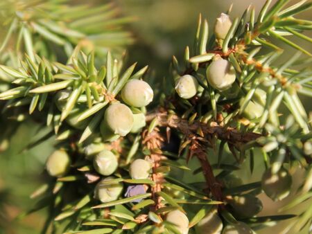 Wachholderbeeren grün
