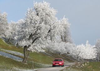 Spätherbst 2011 - Rauhreif