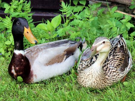 Schneckenjägerpaar in Ruhepause