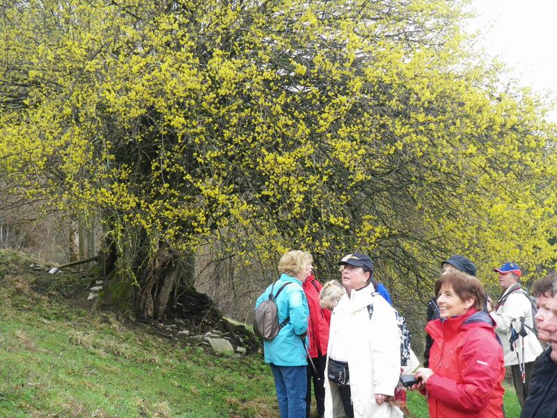 Datei:Dirndlwanderung Niederer2010.jpg
