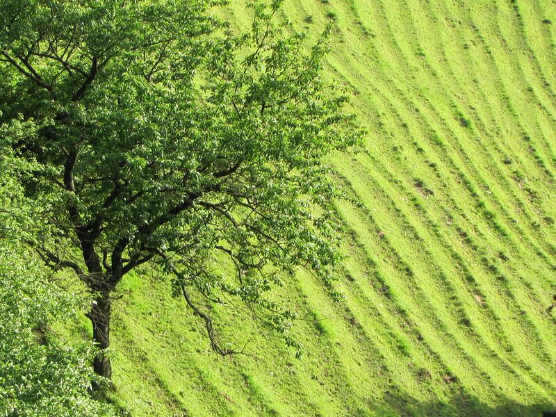 Datei:Gaisbühel Viehsteig.jpg