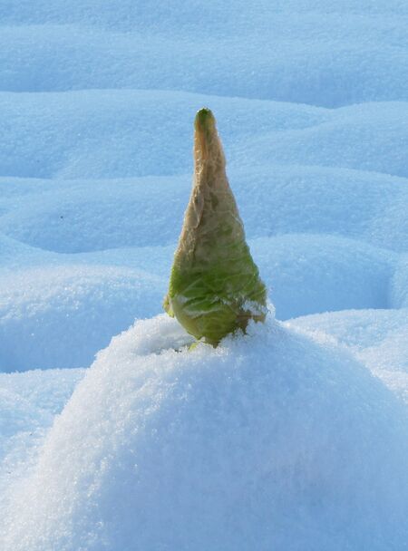 SG-Spitzkraut - Winter