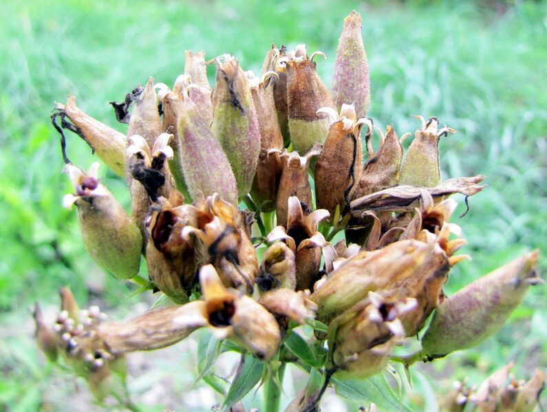 Datei:SG Seifenkraut Samenstand.jpg