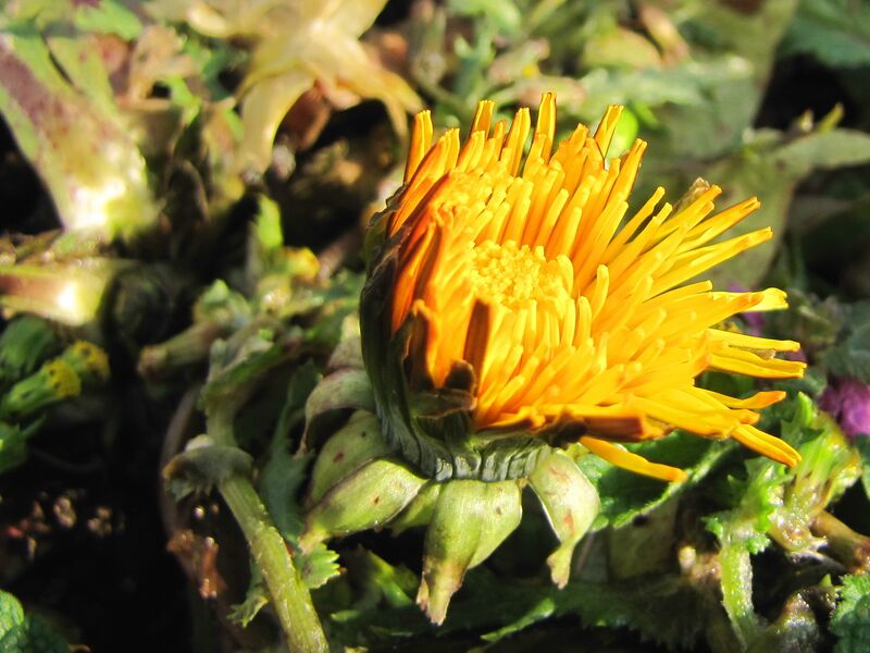 Datei:SG Winterblüte Dez.jpg