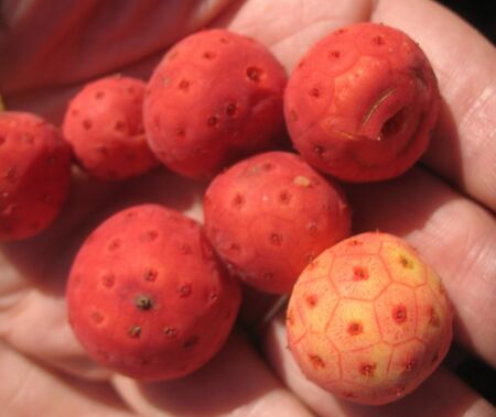 Cornus Kousa - Blütenhartriegel