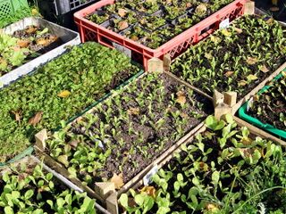 Jungpflanzen im Herbst