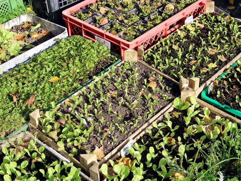 Datei:SG Jungpflanzen Herbst3.jpg