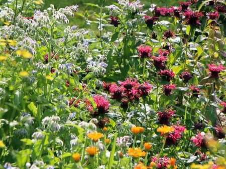 Blütenfülle im Naturgarten