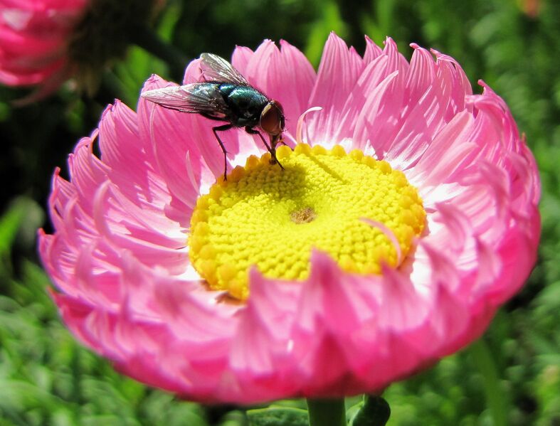 Datei:SG Fliege auf Strohblume.jpg