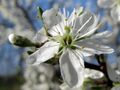 Prunusblüte