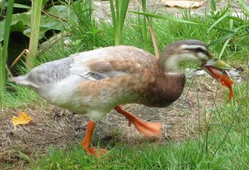 Laufente auf Goldfischjagd
