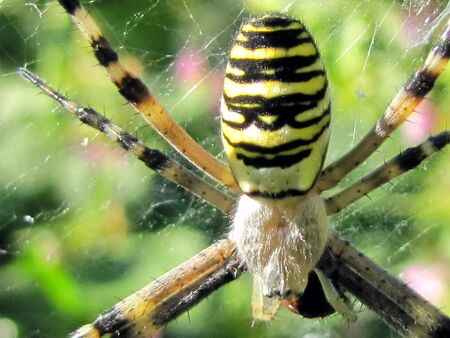 Wepenspinne Detail - Produktionsgarten