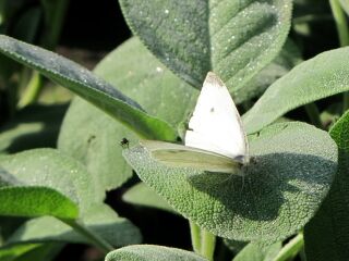 Salbei mit Schmetterling