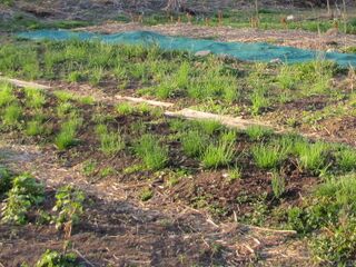 Schittlauchbeet im Frühjahr