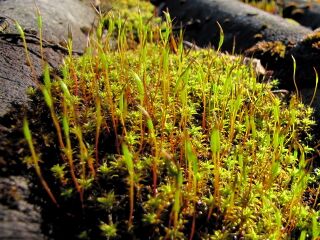 Moos auf Schuppendach