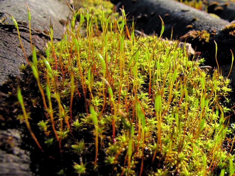 Datei:SG - Moos auf Schuppendach.jpg