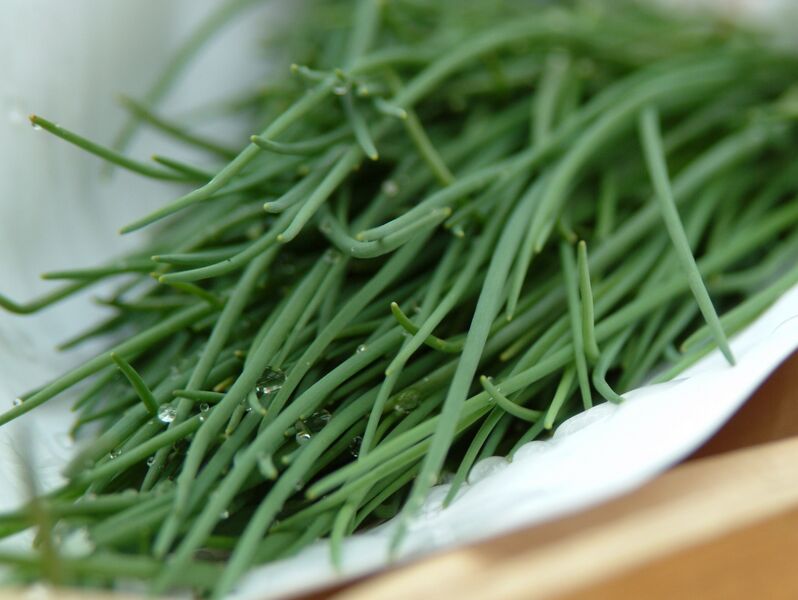 Datei:SG Schnittlauch.jpg