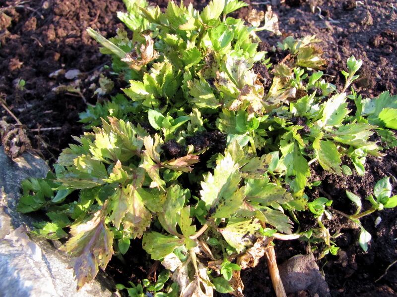 Datei:SG Schnittzeller nach Winter.jpg