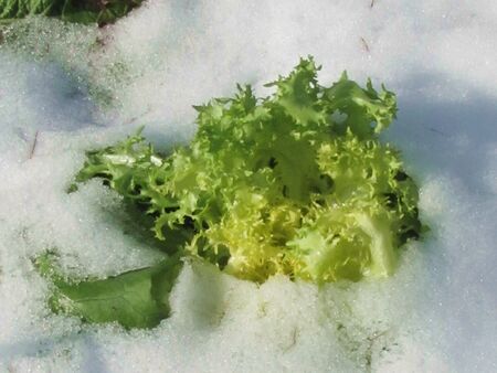Endivie im ersten Schnee