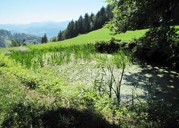 Träne bei Sandler Kapelle