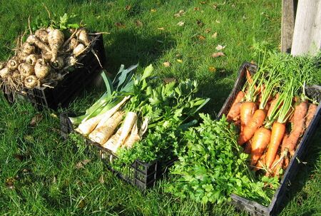 Wurzelgemüse aus SG