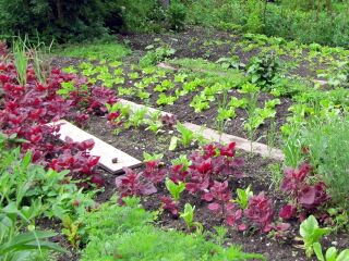 Salatbeet - Juni - Produktionsgarten