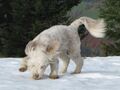 letzter Schnee - Paula