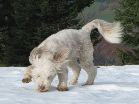 letzter Schnee am Rundwanderweg - Paula