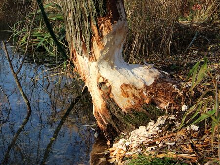 Biberarbeit beim Teich im Produktionsgarten