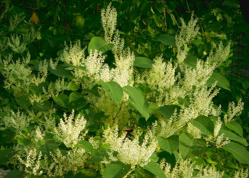 Datei:SG Jap Knöterich1.jpg