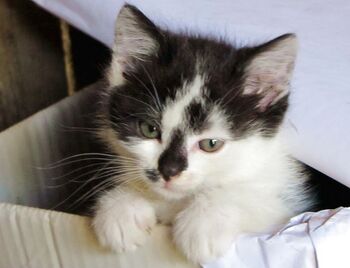 Junge Gartenkatze - Schalfplatz