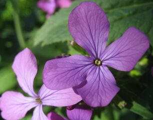 Violenblüte