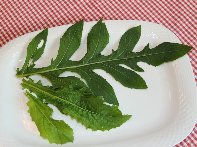 Datei:SK Kohldistelblätter.JPG