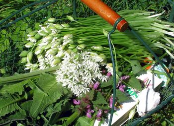 Steinschaler wild herb baskets