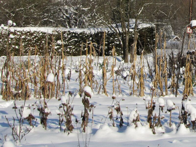 Datei:SG Bestand im Winter.jpg