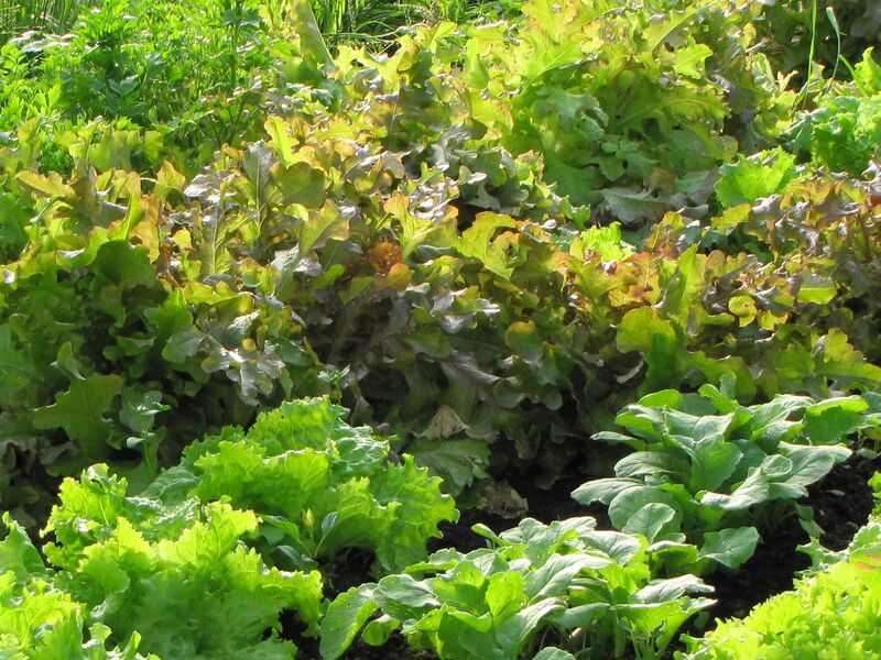 Datei:SG Pflücksalat.jpg