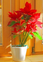 Weihnachtsstern am Fenster