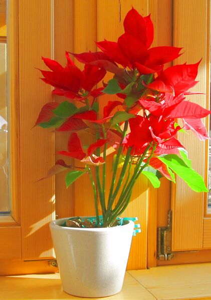 Datei:SH-Weihnachtsstern Fenster.jpg