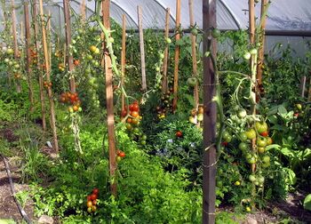 Paradeiser im Folientuennel