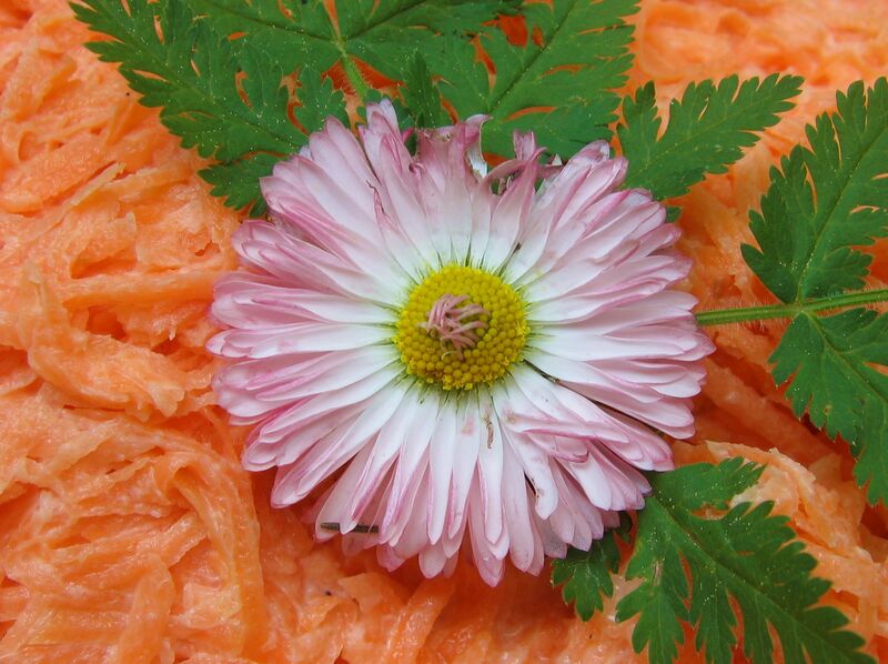 Datei:SK Karottensalatdekoblüte.jpg