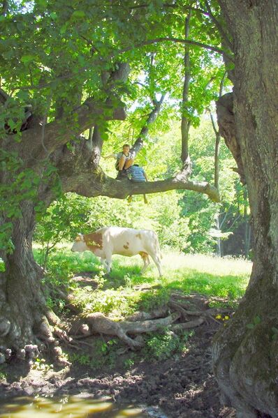 Datei:Bärntaler Loakn - Sommer.jpg
