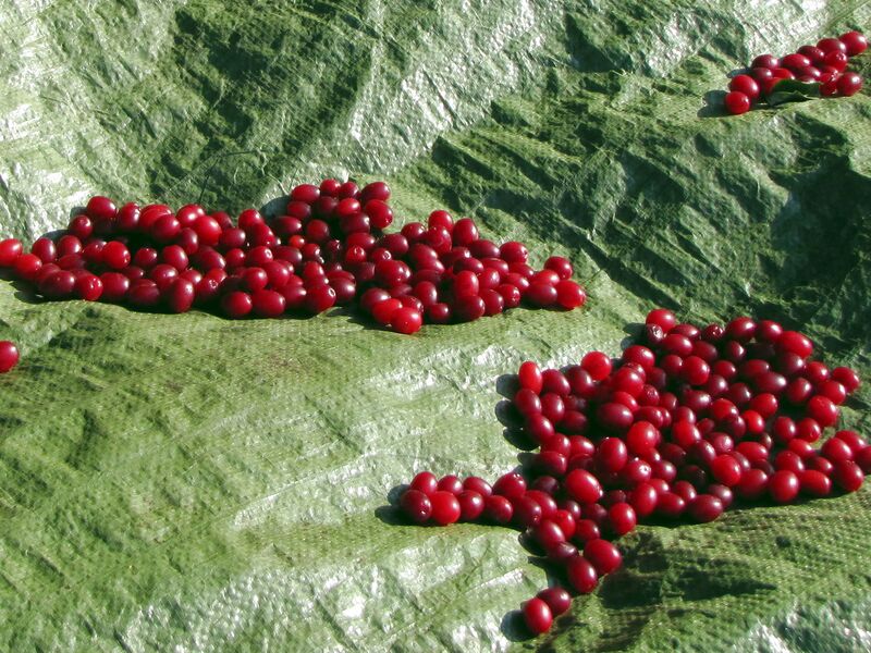 Datei:Dirndlernte Plane.jpg